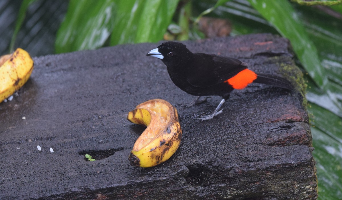 Scarlet-rumped Tanager (Passerini's) - ML24592461