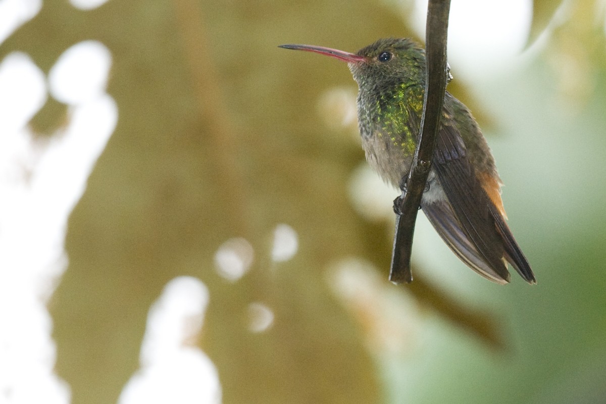 Rufous-tailed Hummingbird - Ken Langelier