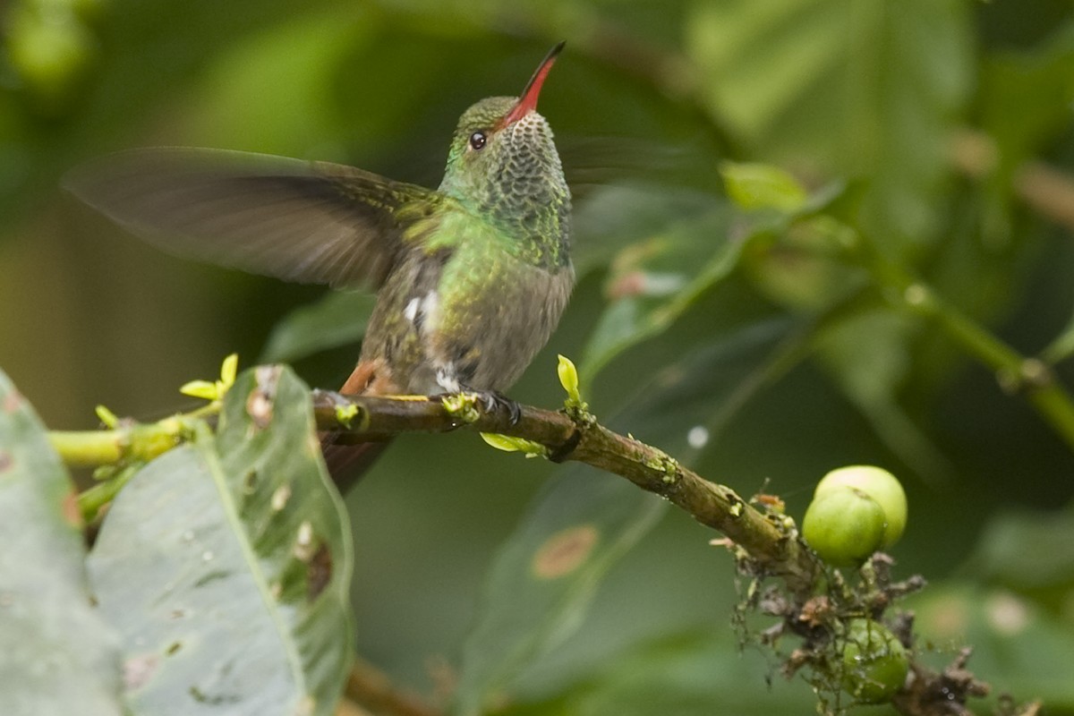 Rufous-tailed Hummingbird - ML24592481