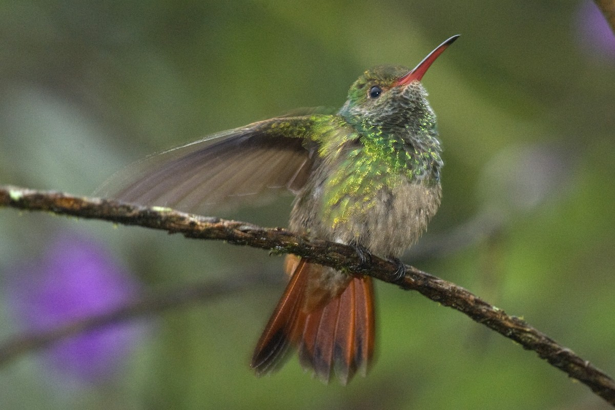 Rufous-tailed Hummingbird - ML24592491
