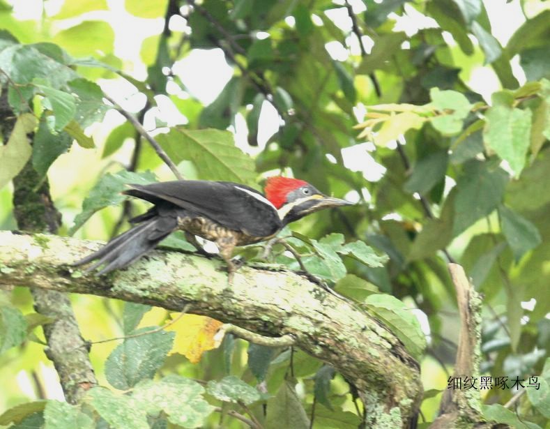 Lineated Woodpecker - Qiang Zeng