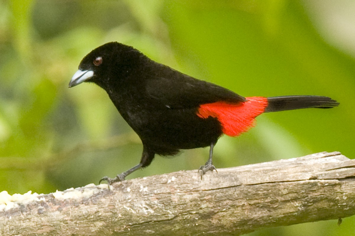 Scarlet-rumped Tanager (Passerini's) - ML24592871