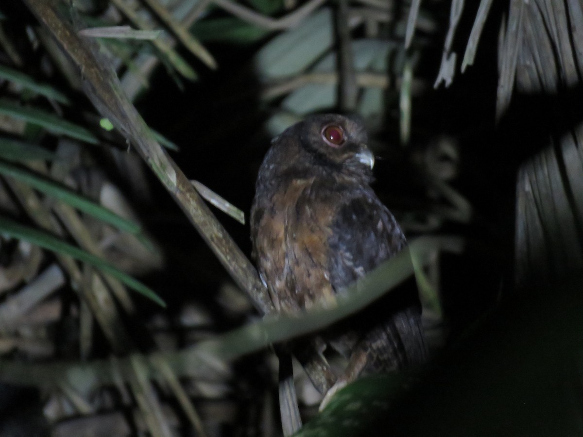 Tawny-bellied Screech-Owl (Tawny-bellied) - ML245930081