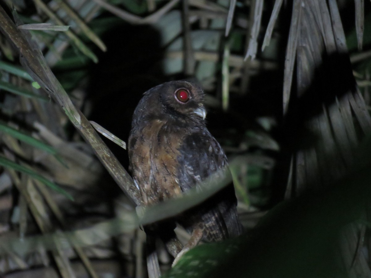 Tawny-bellied Screech-Owl (Tawny-bellied) - ML245930141
