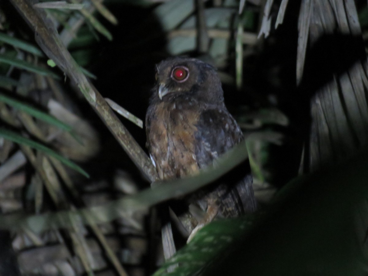 Tawny-bellied Screech-Owl (Tawny-bellied) - ML245930191