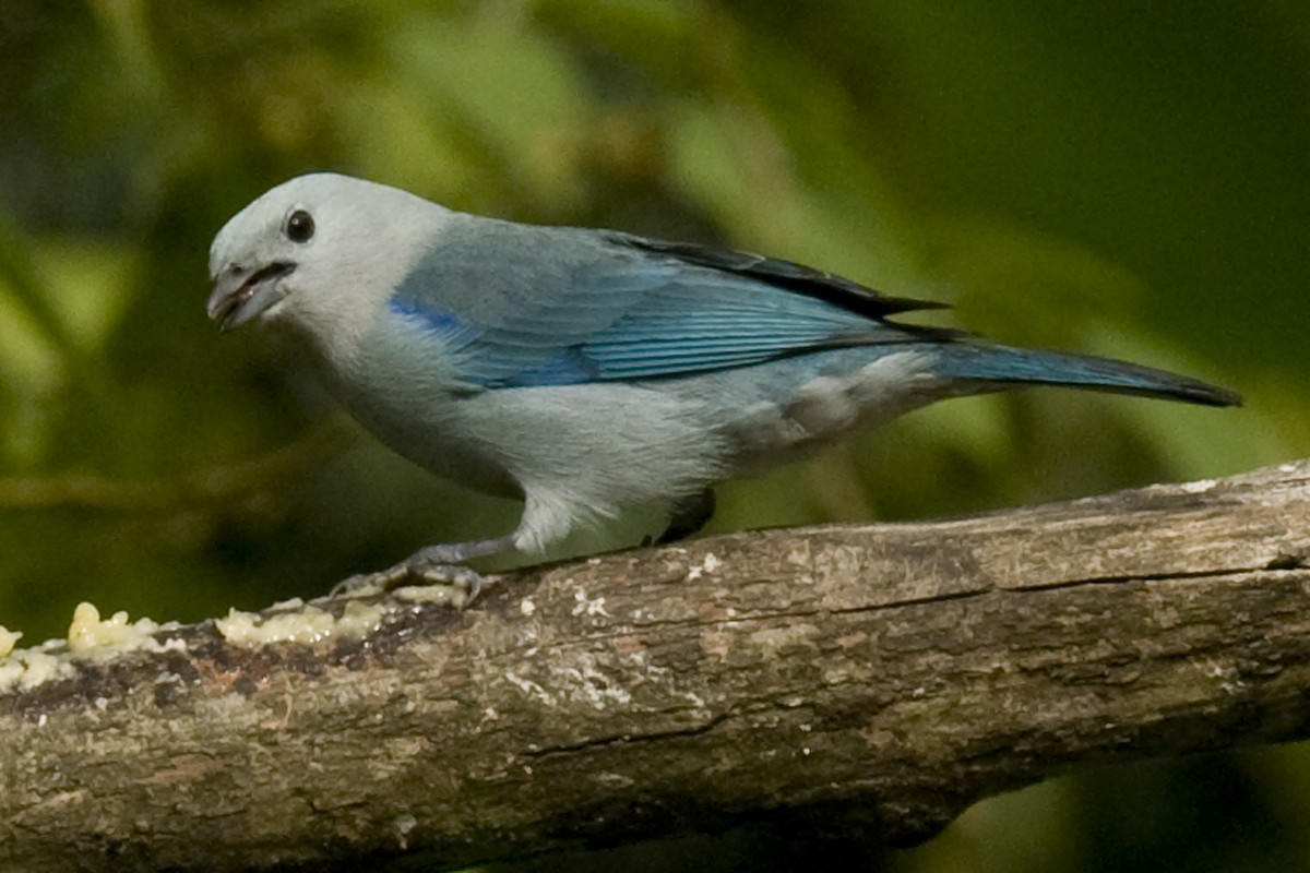 Blue-gray Tanager - ML24593031