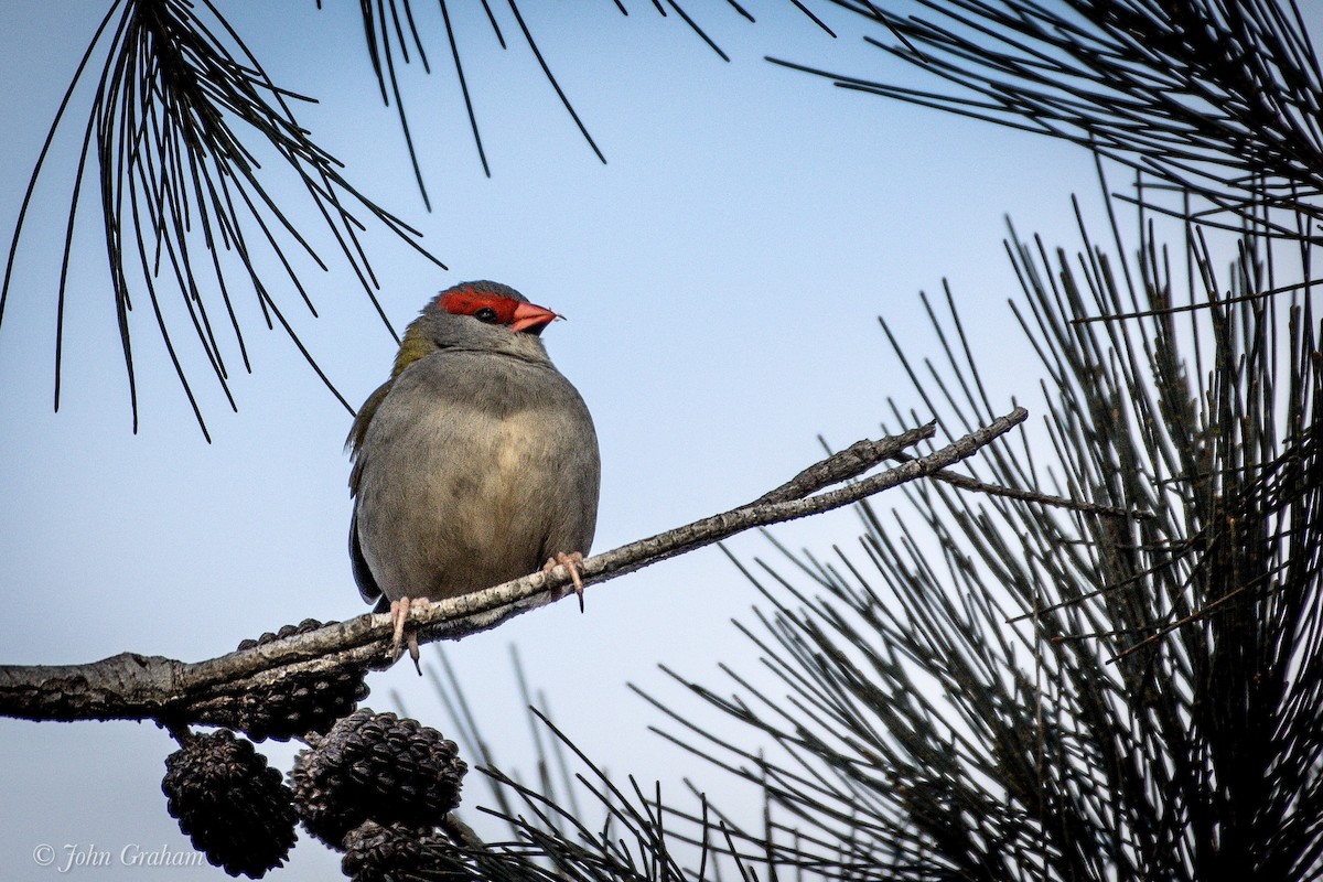 Red-browed Firetail - ML245932801