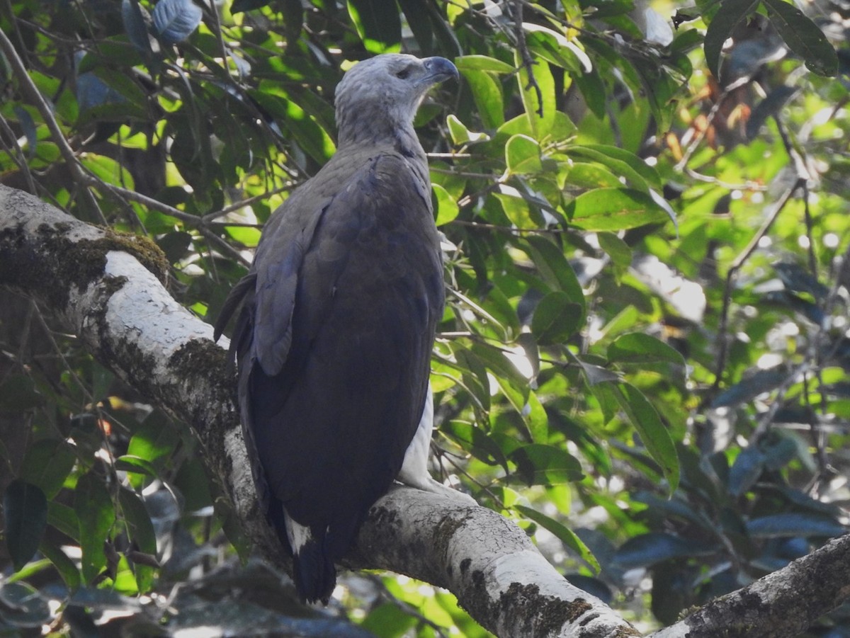 Gray-headed Fish-Eagle - Subbu Subramanya