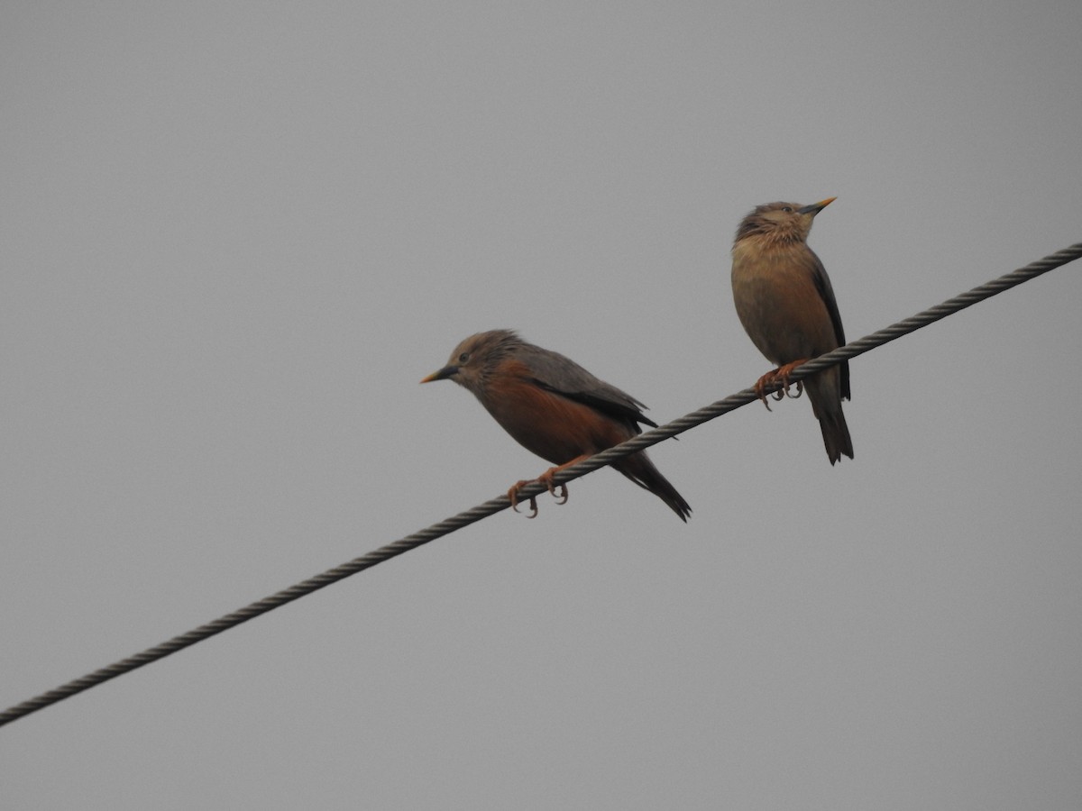 Chestnut-tailed Starling - Sannidhya De