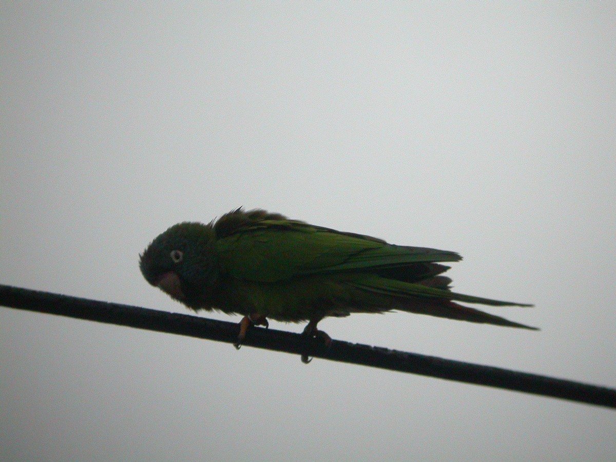 Green Parakeet - David Lambeth