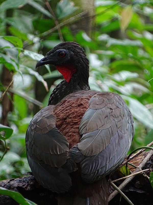 Crested Guan - ML245937761