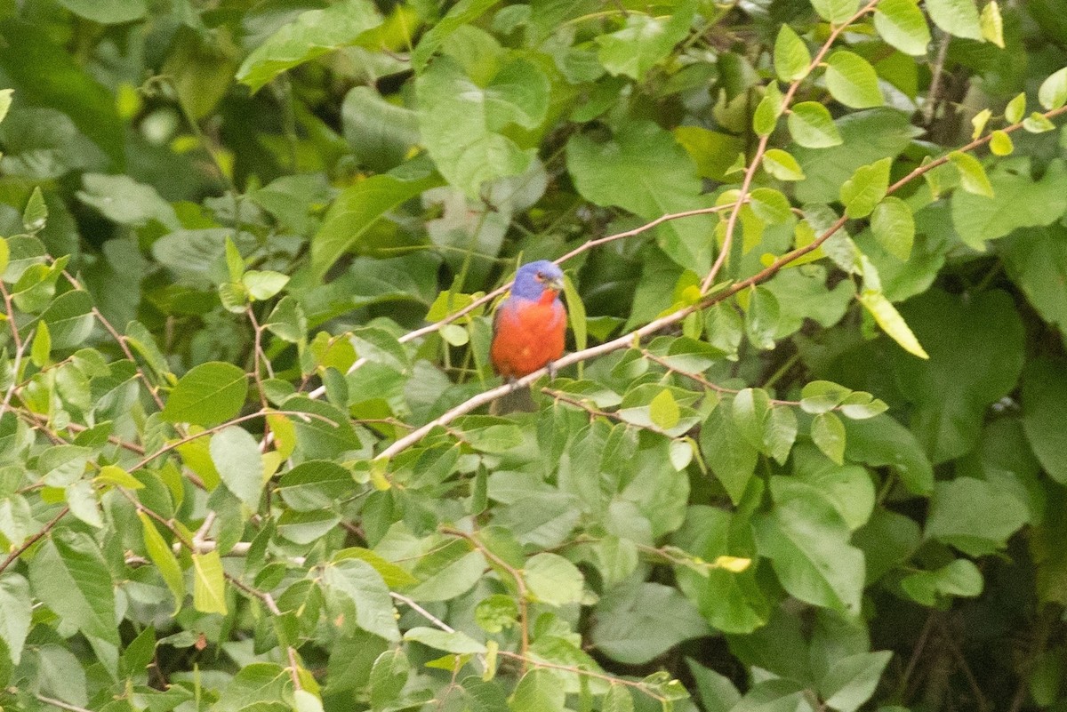 Painted Bunting - ML245940141