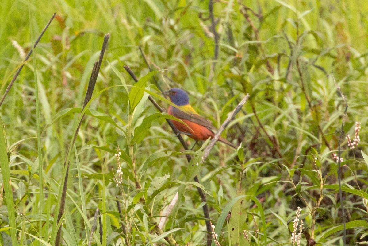 Painted Bunting - ML245940151