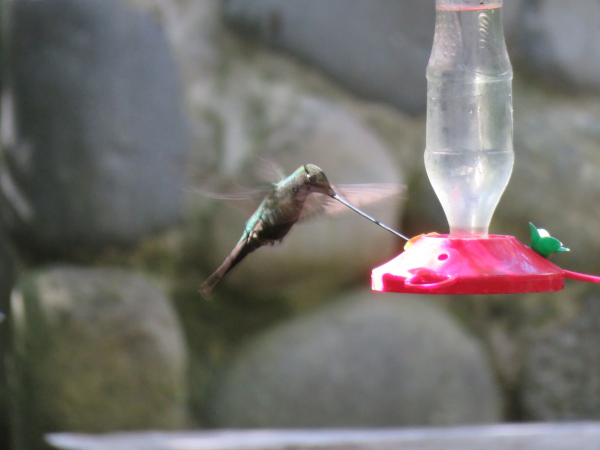 Sword-billed Hummingbird - Steve Mannix