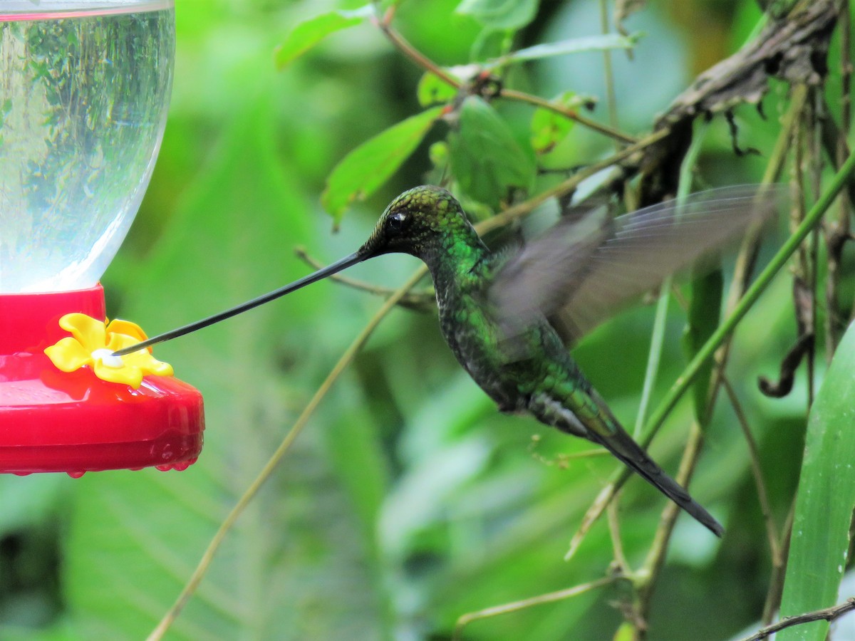 Sword-billed Hummingbird - Steve Mannix