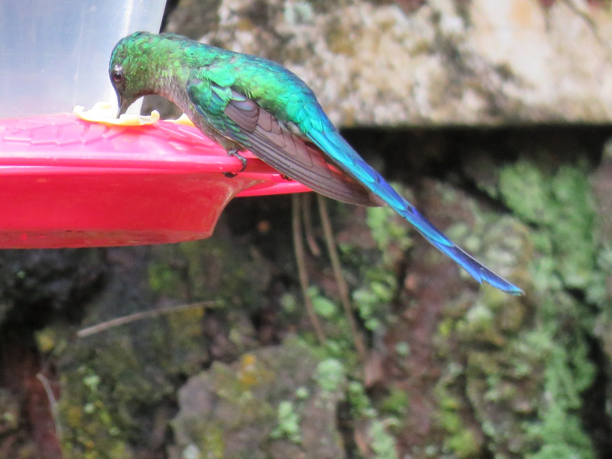 Long-tailed Sylph - ML245941161