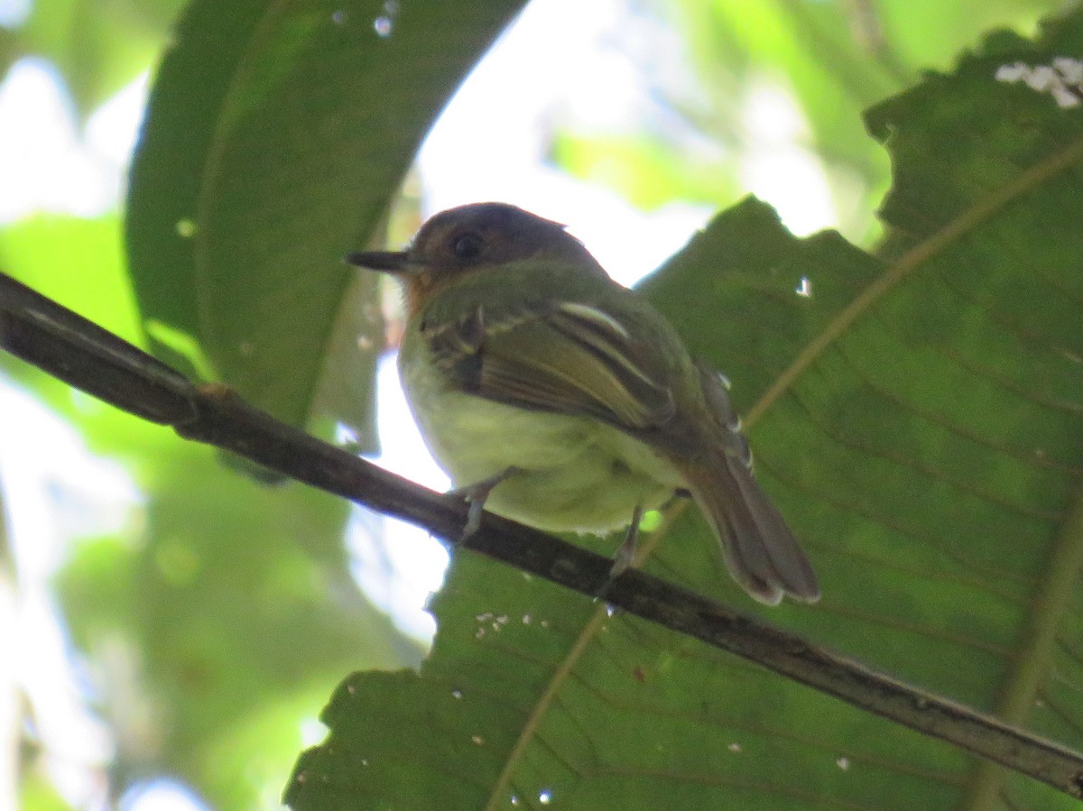 Rufous-breasted Flycatcher - ML245941851