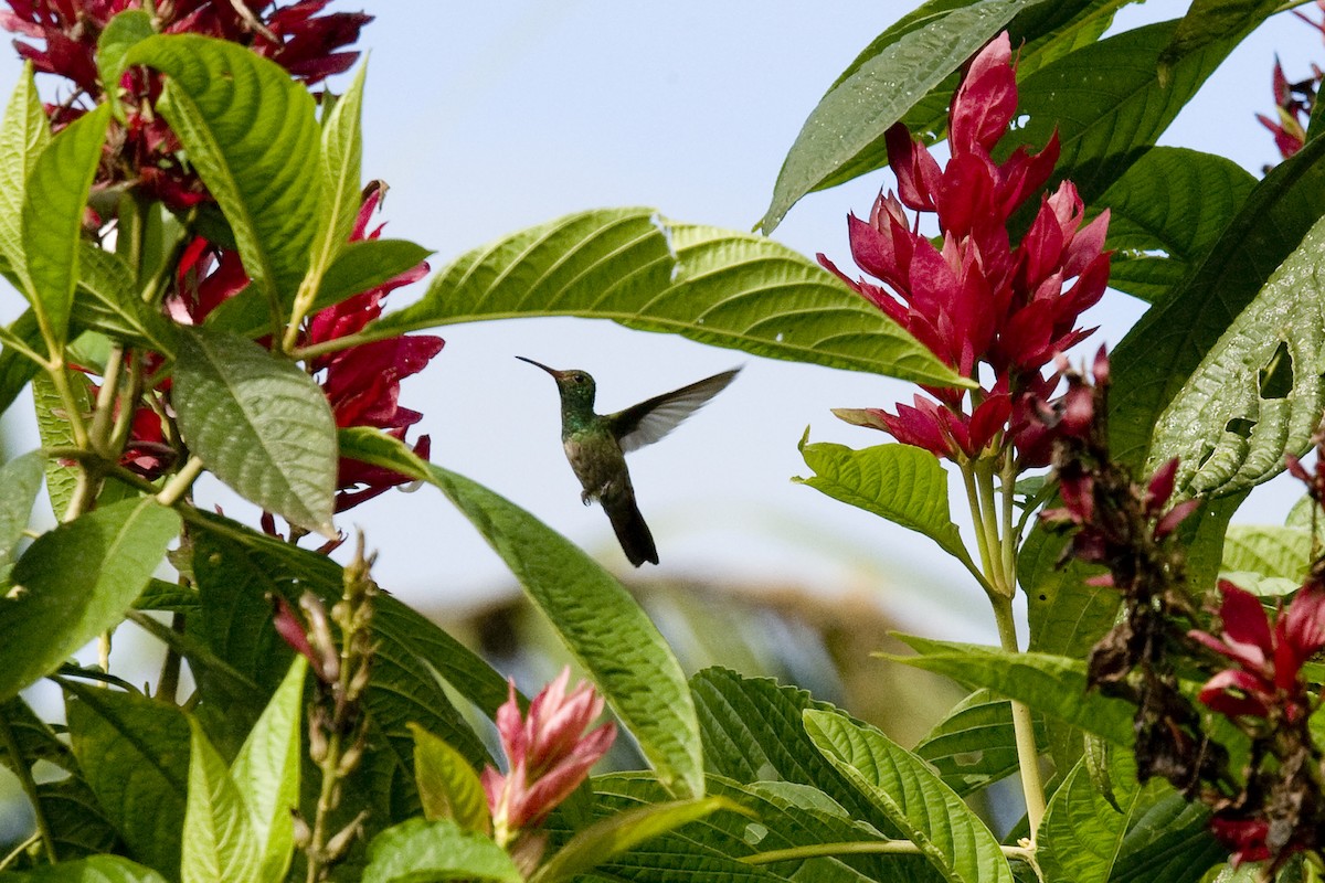 Stripe-tailed Hummingbird - ML24594201