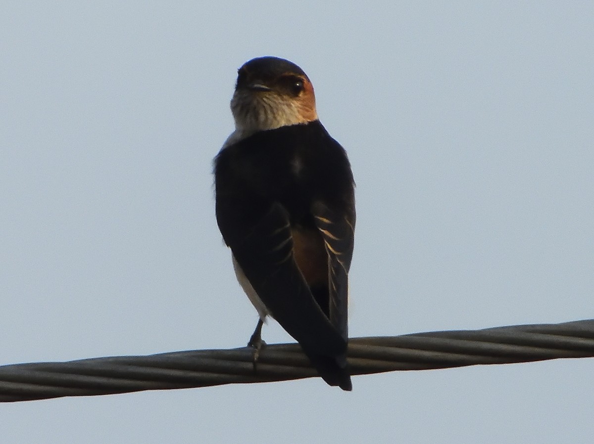 Streak-throated Swallow - dhanapal kondasamy