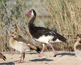 Spur-winged Goose, ML245946701