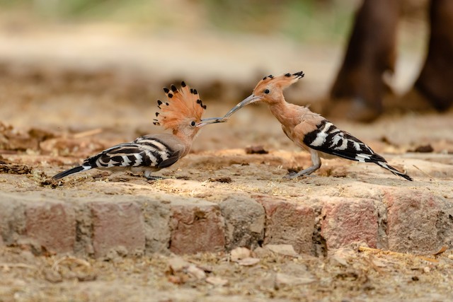 Adult feeding fledgling. - Eurasian Hoopoe - 