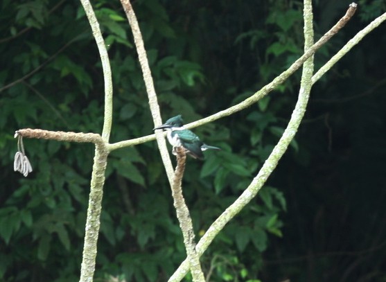 Green Kingfisher - Qiang Zeng