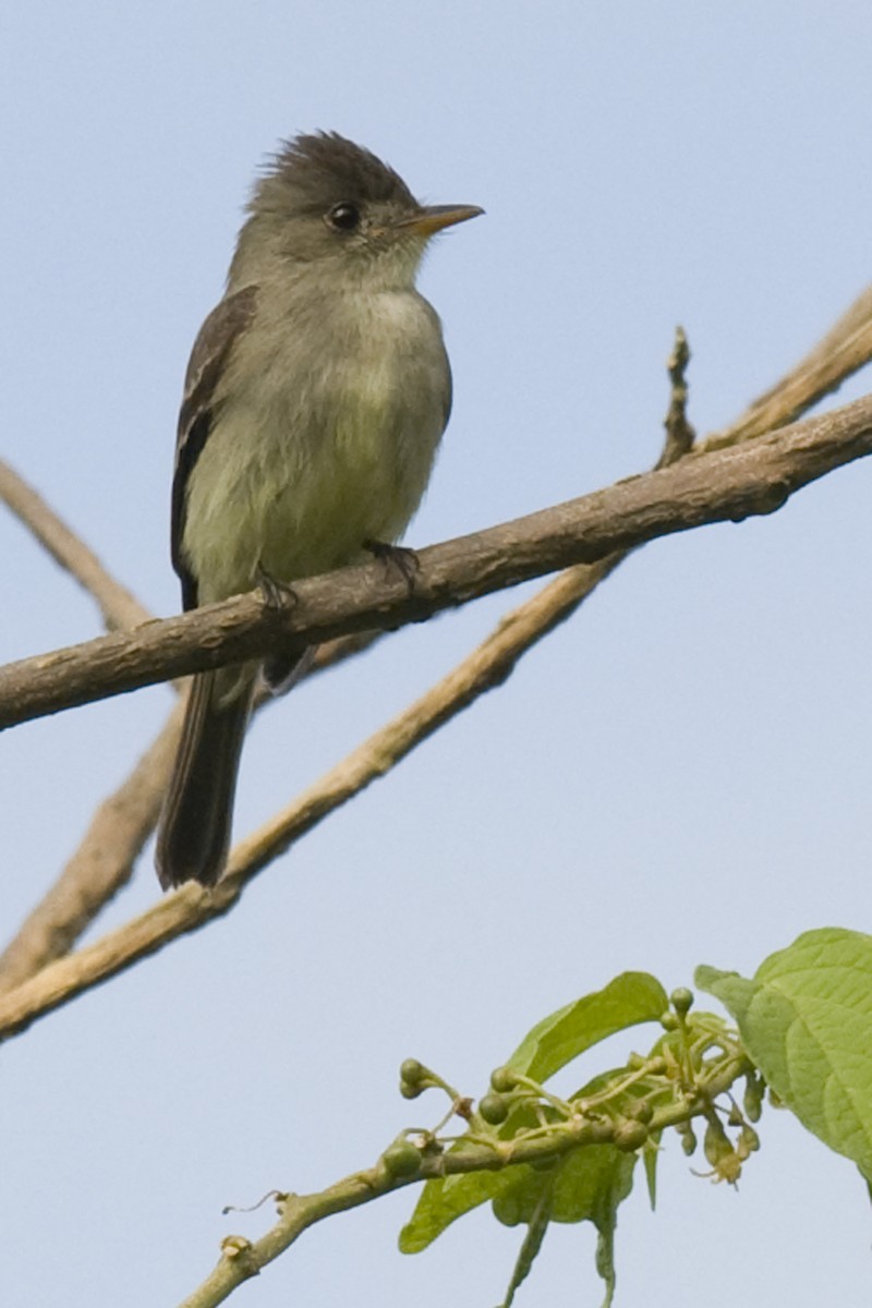 Greater Pewee - ML24595011