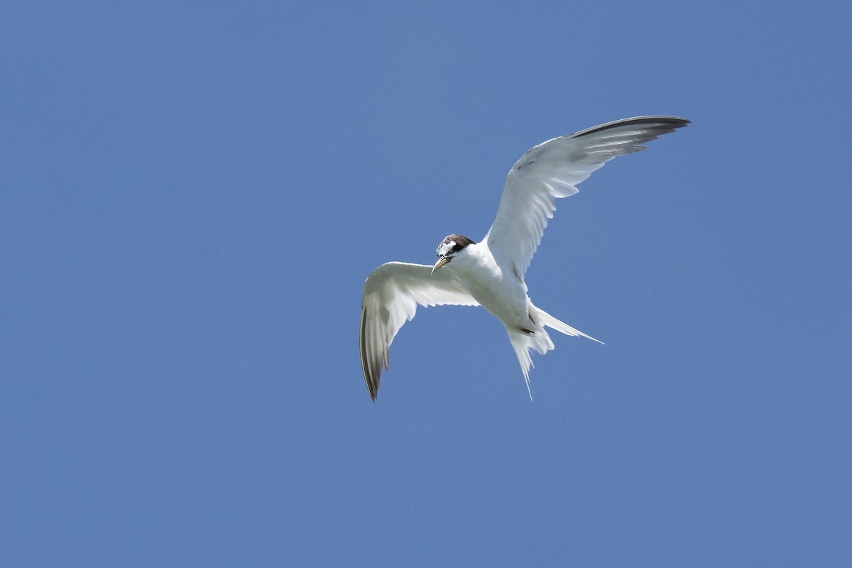 Little Tern - ML245950591