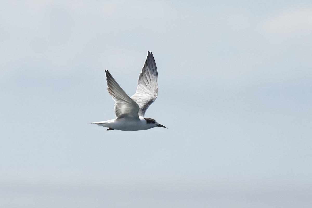 Common Tern - ML245950811