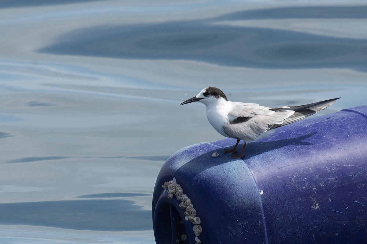 Common Tern - ML245950841