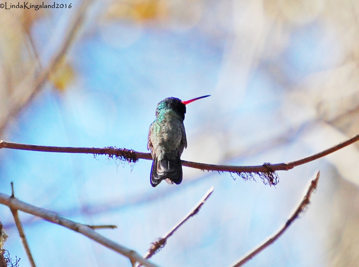 Broad-billed Hummingbird - James W. Beck