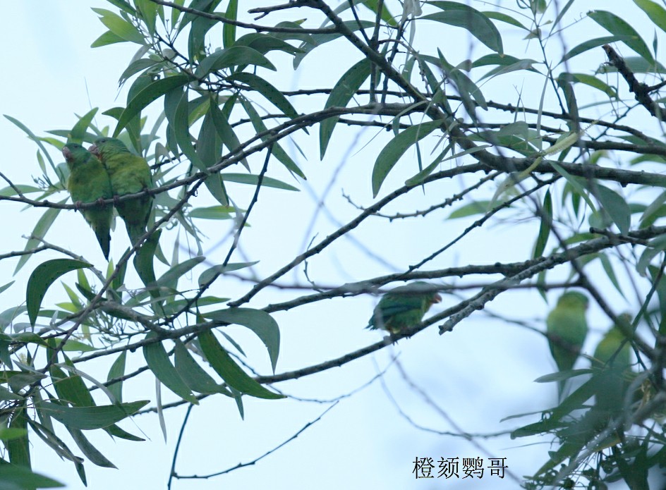 Orange-chinned Parakeet - ML245952021