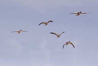 Common Shelduck, ML245952381