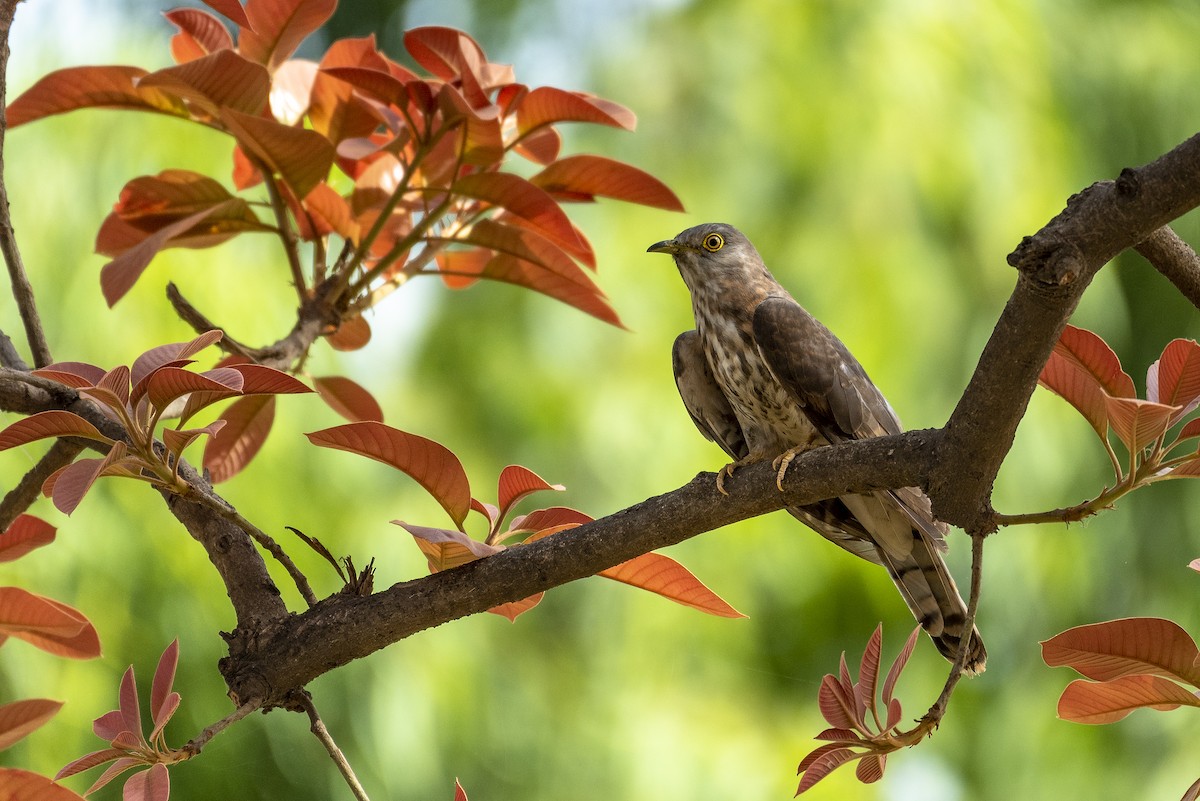 Common Hawk-Cuckoo - ML245952401