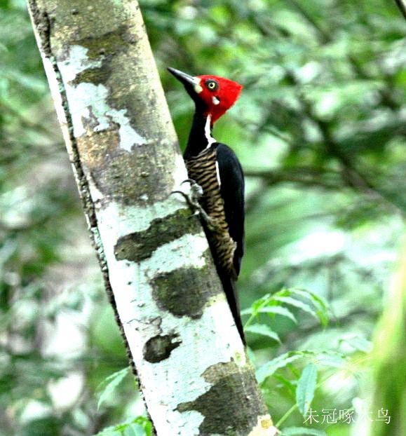 Crimson-crested Woodpecker - Qiang Zeng