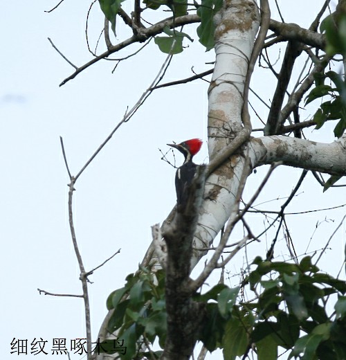 Lineated Woodpecker - ML245953211