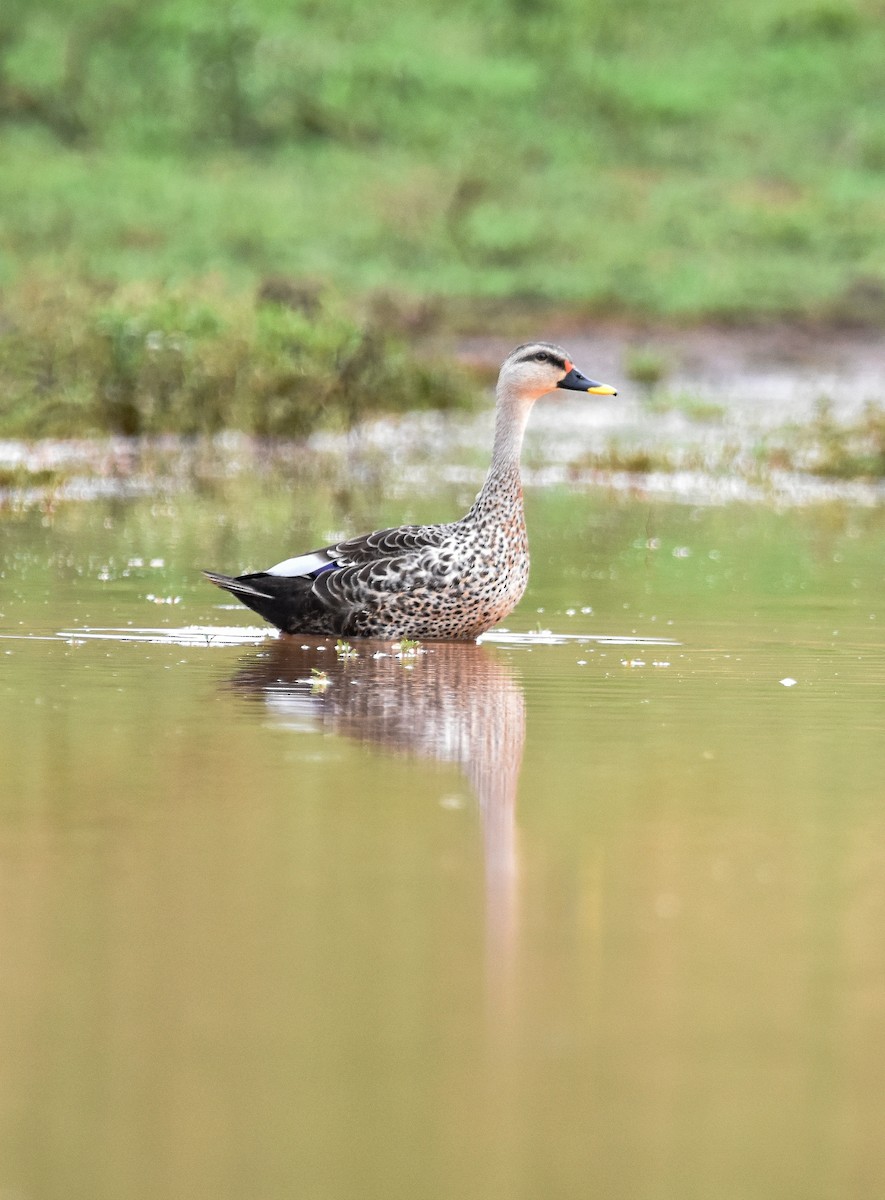 Indian Spot-billed Duck - Mohan Bala