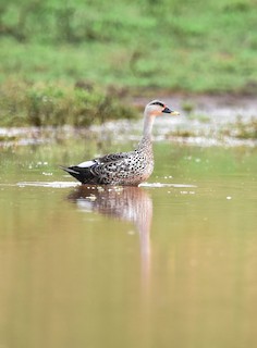 Indian Spot-billed Duck, ML245957771