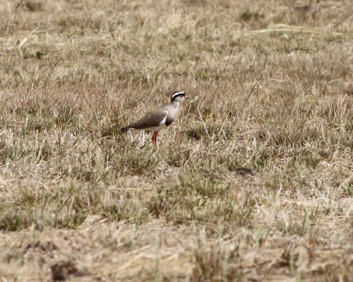 Crowned Lapwing - Sam Shaw
