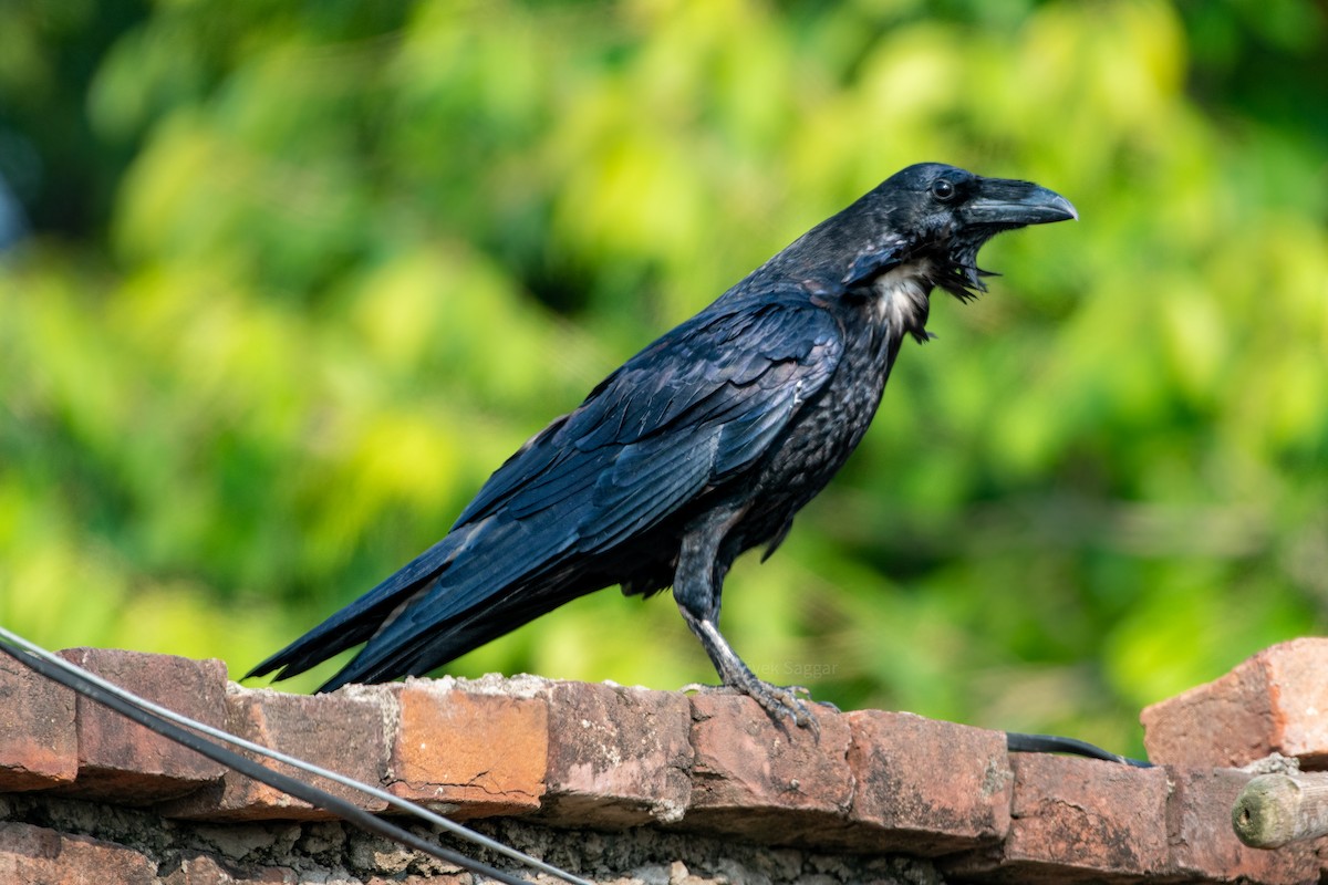 Common Raven - Vivek Saggar