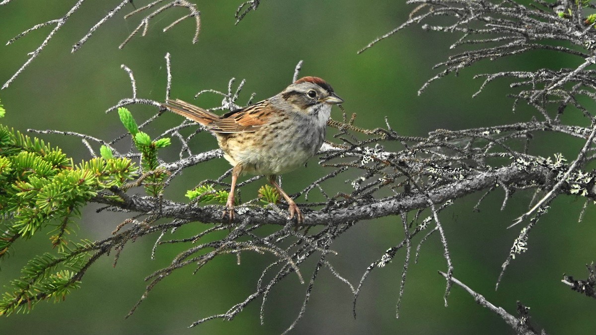 Swamp Sparrow - Barry Day
