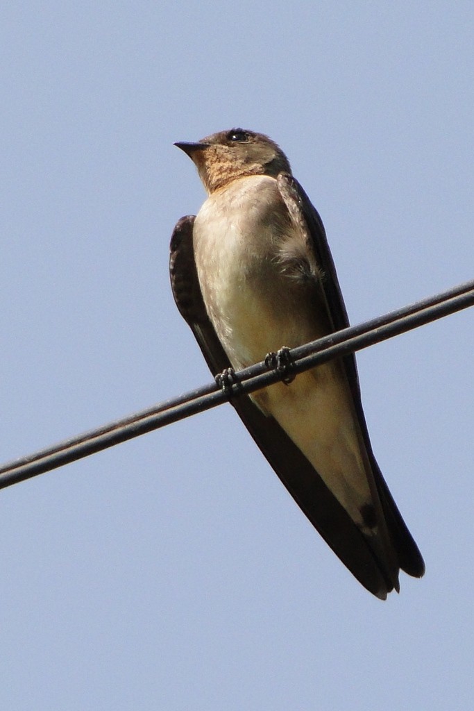 Southern Rough-winged Swallow - Carlos Otávio Gussoni