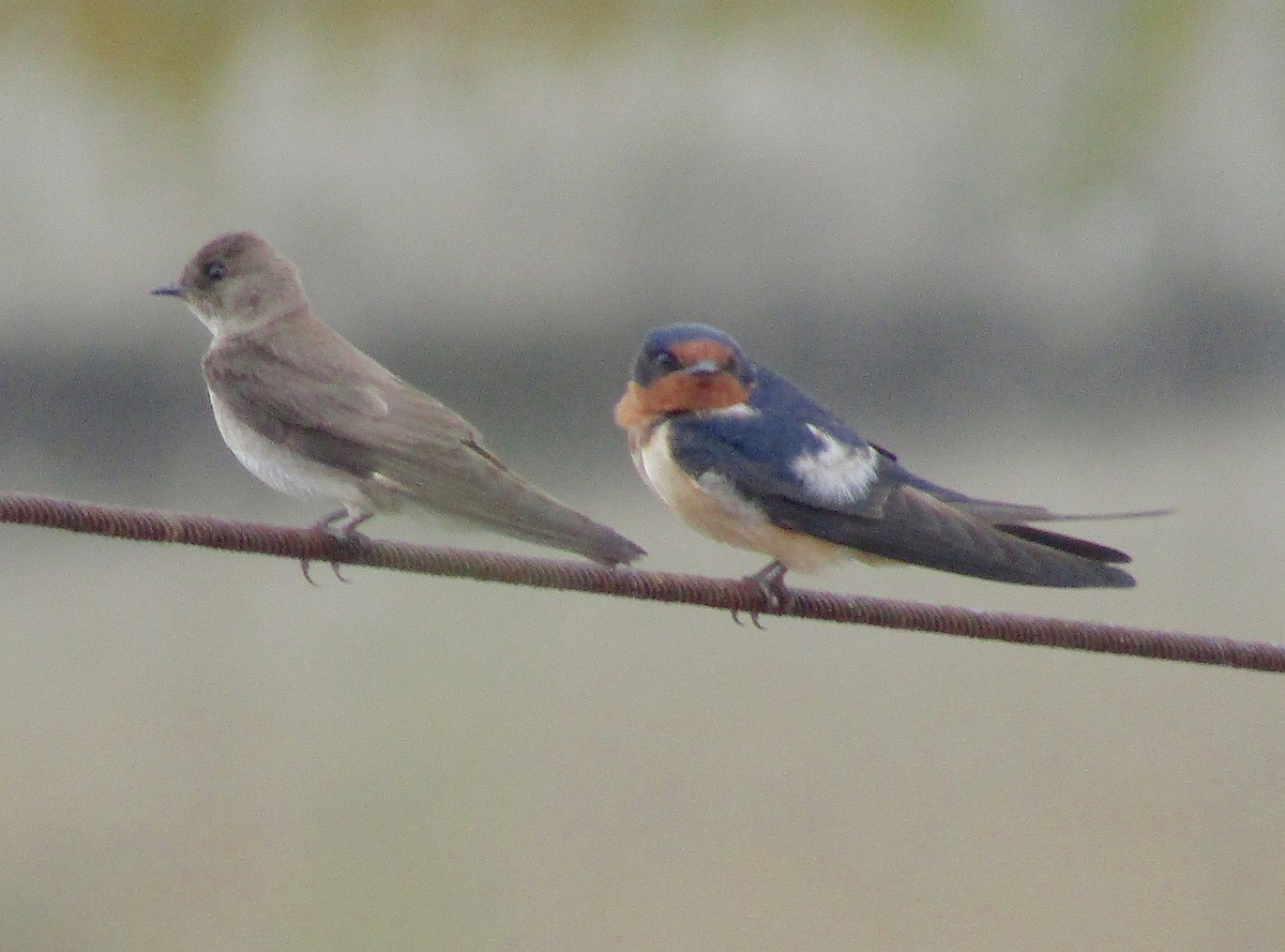 Northern Rough-winged Swallow - ML245970291