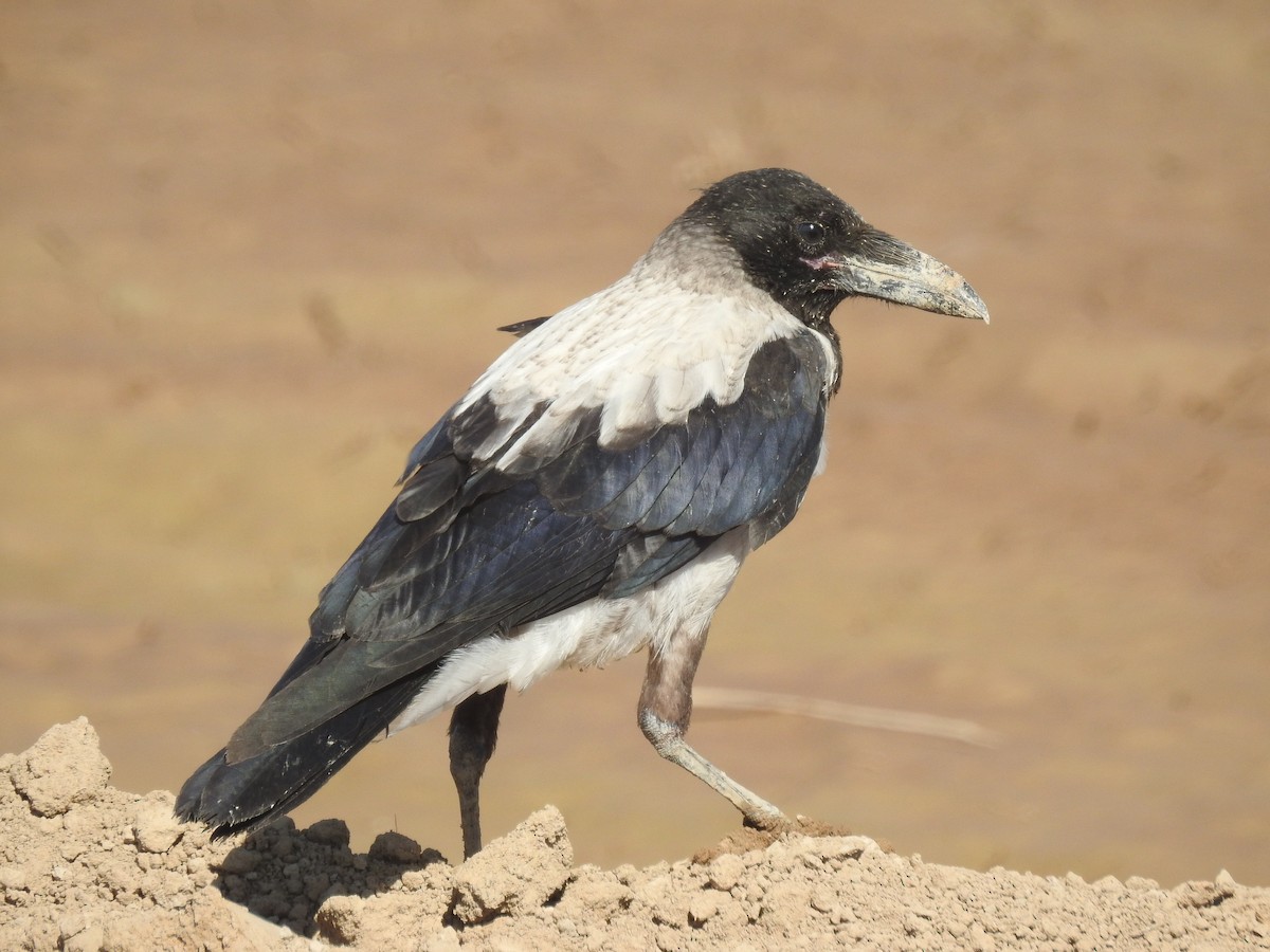 Hooded Crow (Mesopotamian) - ML245971931