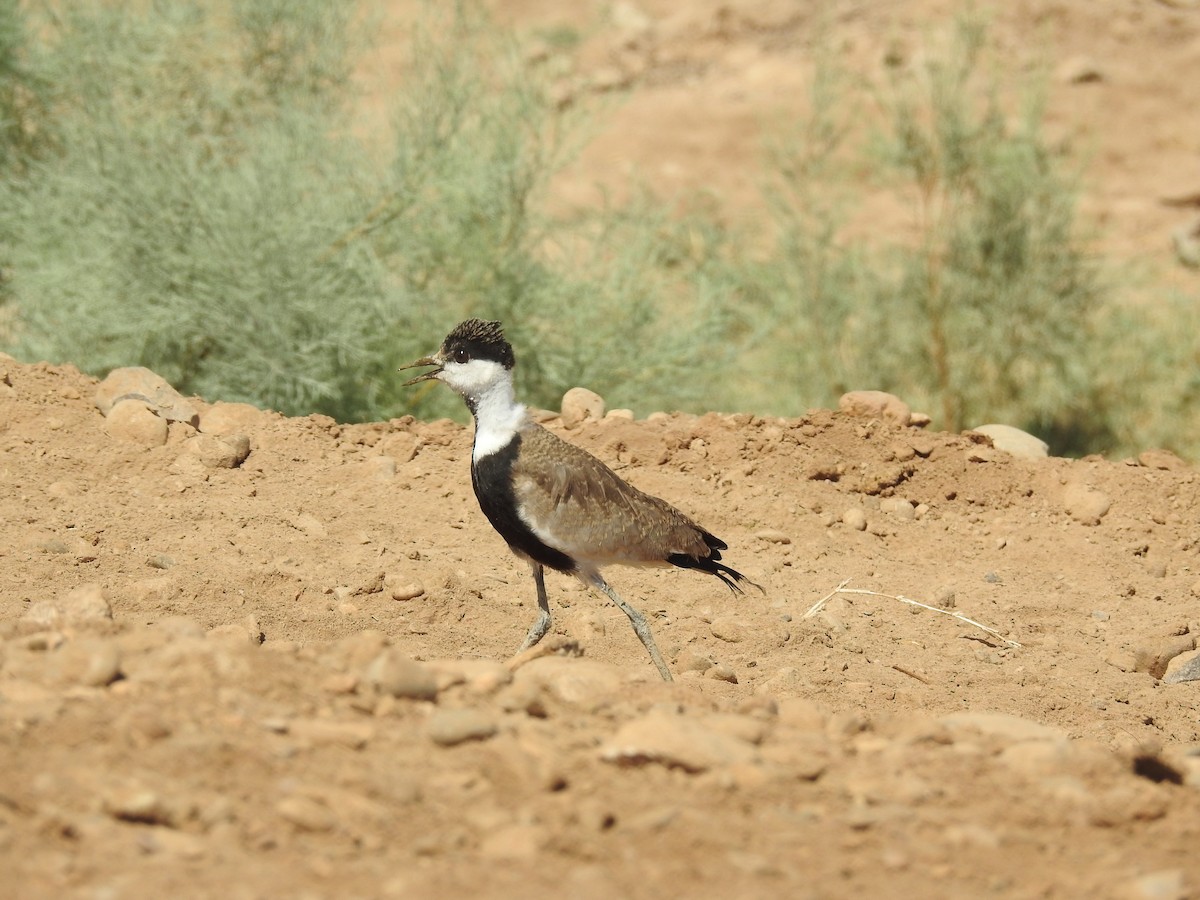 Spur-winged Lapwing - ML245972061