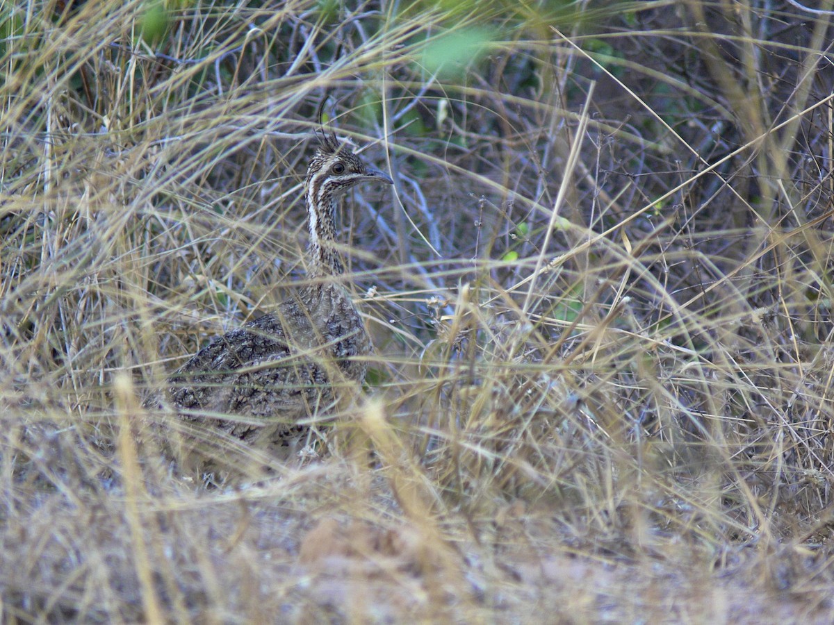 Quebracho Crested-Tinamou - ML24597351