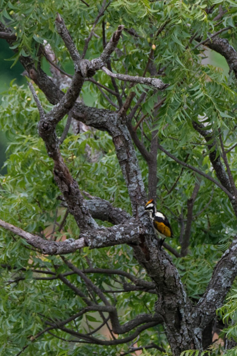 White-naped Woodpecker - Debasish Tapna