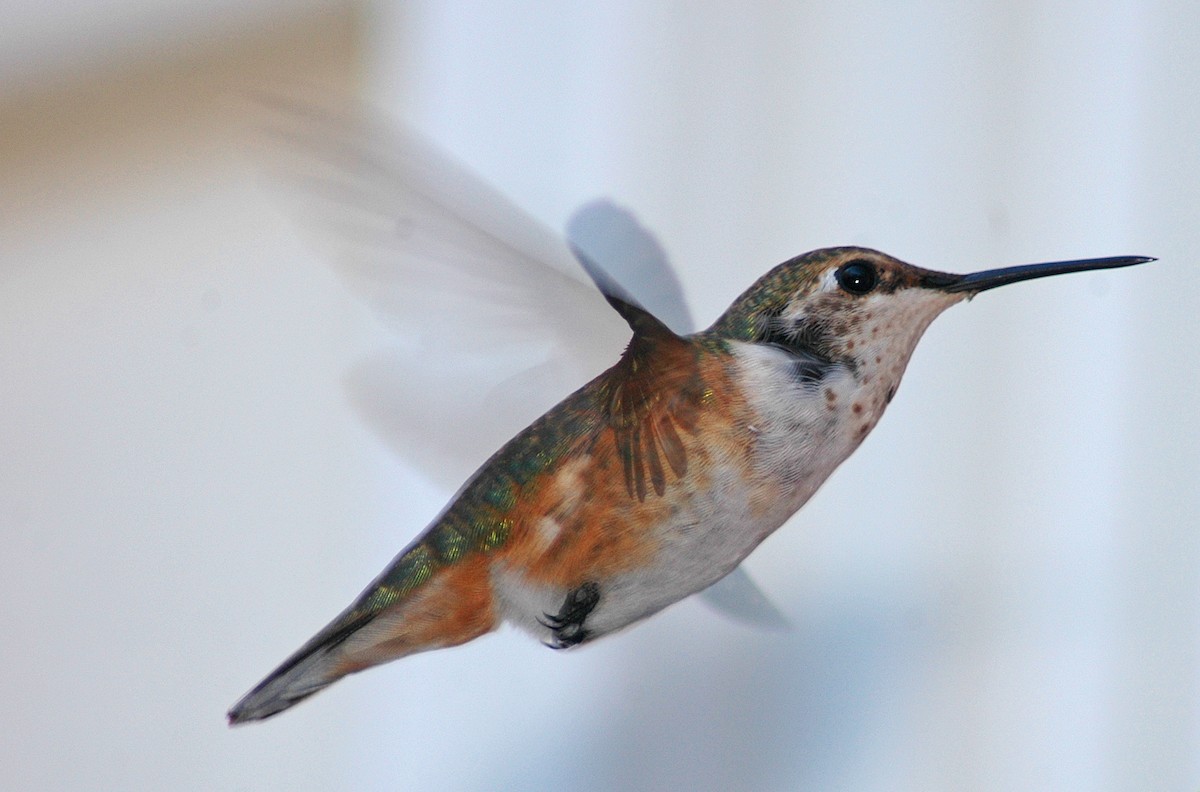 Rufous Hummingbird - John L.