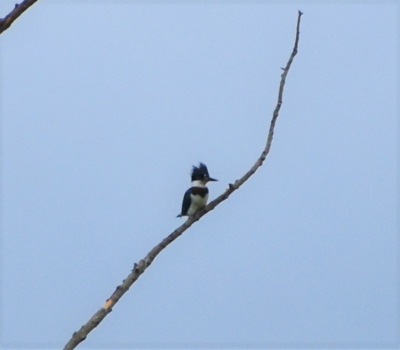 Belted Kingfisher - ML245976591