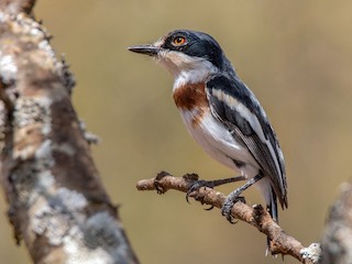  - Pygmy Batis